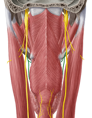 Superior laryngeal nerve (#6529)