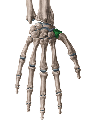 Trapezium bone (#7568)