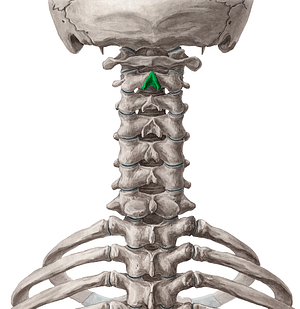 Spinous process of axis (#8288)