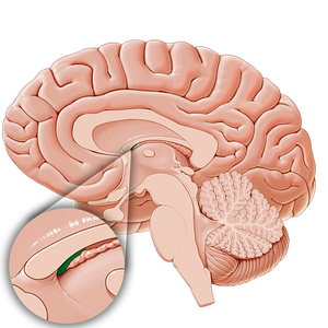 Subfornical organ (#15818)