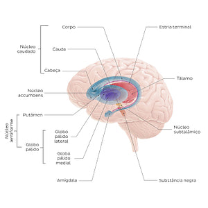 Basal ganglia (Portuguese)