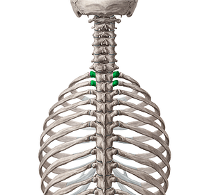 Transverse processes of vertebrae T1-T2 (#8332)