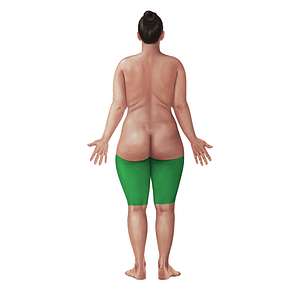 Posterior region of thigh (#21069)