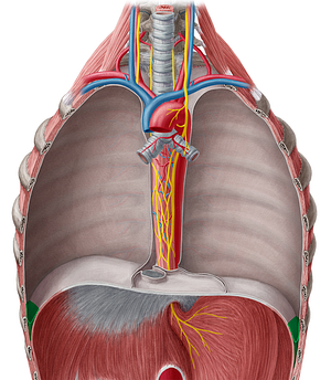 Costodiaphragmatic recess (#8834)