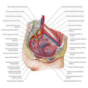 Blood supply of the female pelvis (Latin)