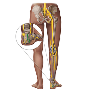 Lateral calcaneal branches of sural nerve (#18335)