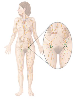 Superficial inguinal lymph nodes (#7037)