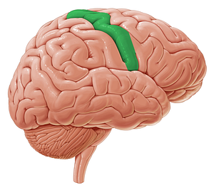 Precentral gyrus (#4200)