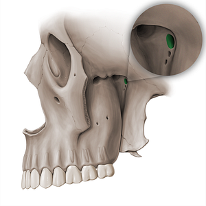 Foramen rotundum (#18448)