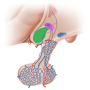 Optic chiasm (#16221)