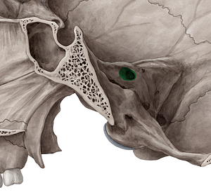 Internal acoustic meatus (#4984)
