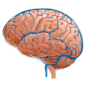 Petrosal vein (#10466)