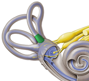 Anterior bony ampulla (#630)