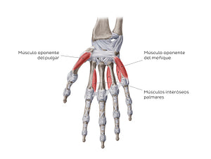 Muscles of the hand: deepest muscles (Spanish)