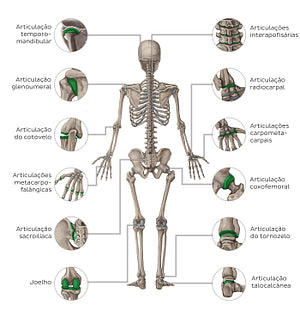 Main joints - posterior (Portuguese)