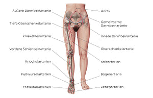 Main arteries of the lower limb (German)