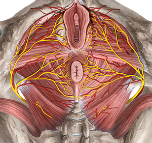 Dorsal nerve of clitoris (#6384)
