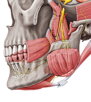 Submandibular ganglion (#4018)