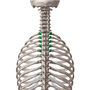 Transverse processes of vertebrae T1-T5 (#8334)