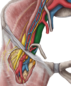 External iliac vein (#10296)