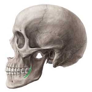 Oblique line of mandible (#4720)
