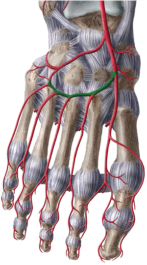 Arcuate artery (#885)