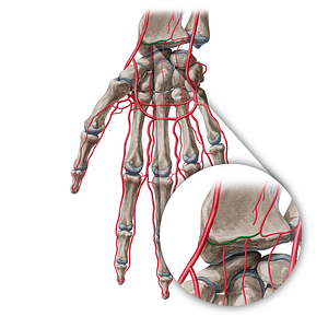 Palmar carpal branch of radial artery (#20385)