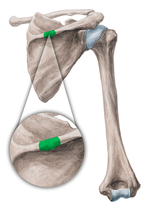 Deltoid tubercle of scapula (#19946)