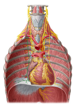 Right phrenic nerve (#6691)
