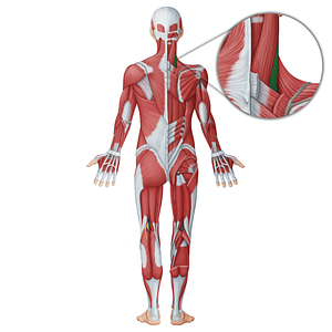Splenius cervicis muscle (#18750)