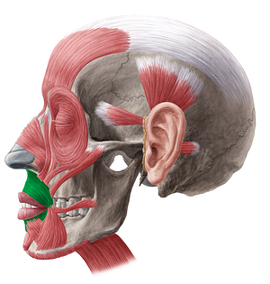 Orbicularis oris muscle (#5698)