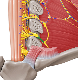 Spinal nerve C5 (#6742)