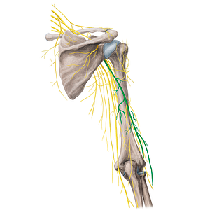 Radial nerve (#21757)