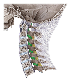 Articular capsule of zygapophyseal joint (#2357)