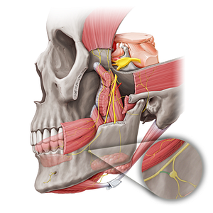 Anterior branch of lingual nerve to submandibular ganglion (#20464)