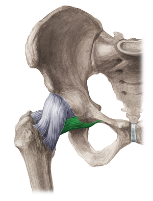 Pubofemoral ligament (#4602)