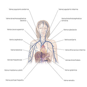 Cardiovascular system: Veins of the upper part of the body (Latin)