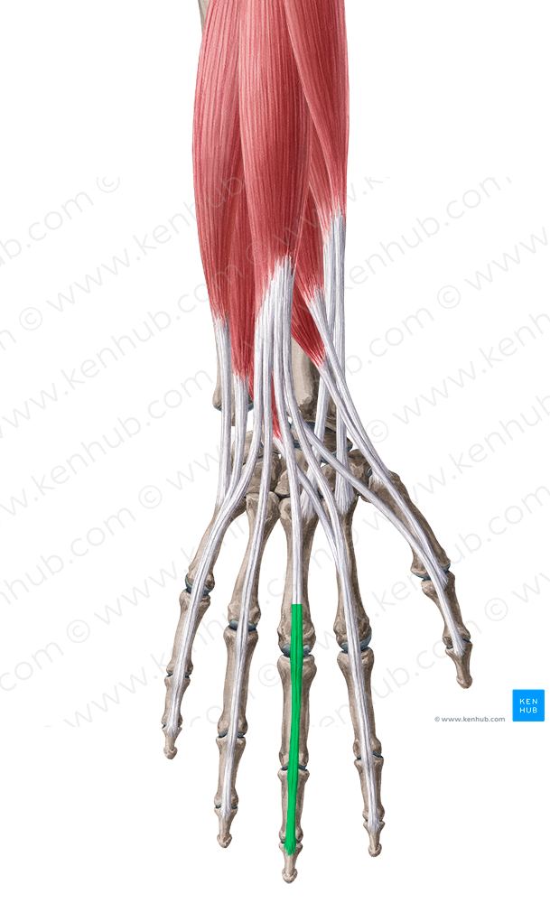 Extensor expansion of 3rd finger (#778)