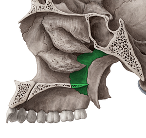 Palatine bone (#7462)
