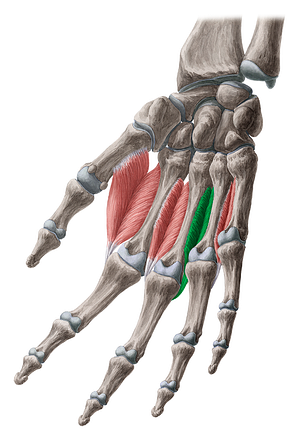 3rd dorsal interosseous muscle of hand (#5494)