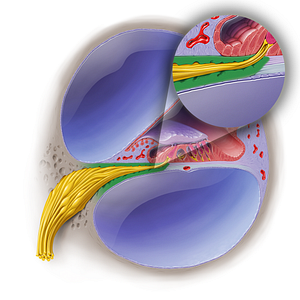 Osseous spiral lamina of cochlea (#19041)