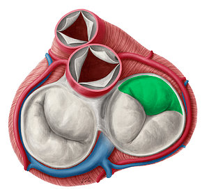 Superior leaflet of right atrioventricular valve (#3182)