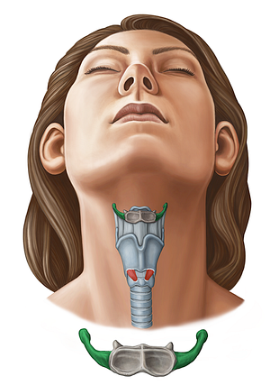 Greater horn of hyoid bone (#11637)