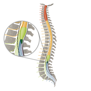 Medullary cone (#16141)