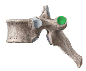 Costal facet of transverse process (#3905)