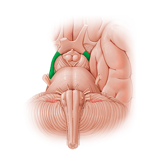 Optic tract (#12790)