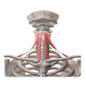 Sternothyroid muscle (#6026)