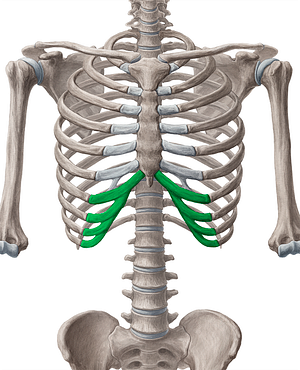 Costal cartilages of 7th-10th ribs (#2476)