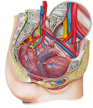 Left iliolumbar artery (#1438)