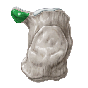 Sustentaculum tali of calcaneus (#9353)